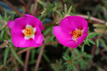 Poster - Pink portulaca flower selective focus. Pink flowers close-up. Flowerbed with succulent purslane (pussley)