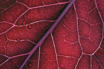 red leaf texture closeup. Floral abstract natural background. Macro of autumn horseradish leaf background. Plant vein on a leaf and water droplets after rain. Phone Screensaver