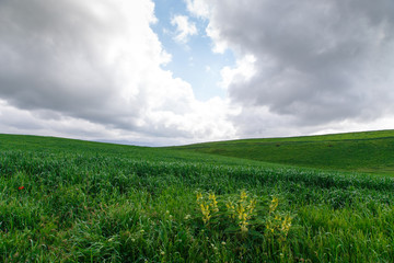 Cumulus clouds on a blue sky. Over the green field. Spring flowering grass. Summer natural background