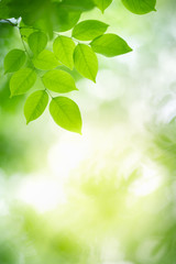 Poster - Nature of green leaf in garden at summer. Natural green leaves plants using as spring background cover page greenery environment ecology wallpaper