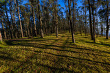 Fototapeta Natura - Eucalyptus forest