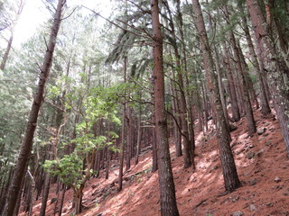 trees in the forest