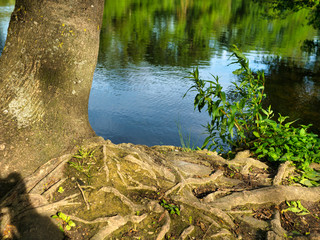 Canvas Print - Bords du lac