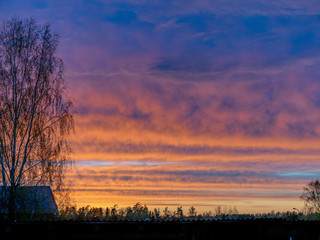 Wall Mural - gorgeous sunset landscape over house roofs, dark tree silhouettes