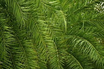 Tropical palm leaf background on yellow green color.