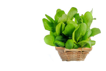 Mustard pakcoy or bok choy is a popular type of vegetable. Vegetables, also known as mustard spoon, are easily cultivated and can be eaten fresh, cooked or processed into pickles