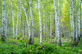 Fototapeta Las - Russian birch forest