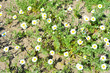 Bright field and medicinal plants, flowers, kamilla, matricaria recutita. Chamomile with white petals, pharmacy wild-growing, melting in nature, on the street.