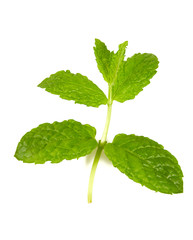 Sticker - fresh mint leafs isoalted on white background