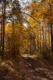 Fototapeta Las - Yellow autumn forest in Russia