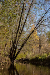  Yellow autumn forest in Russia