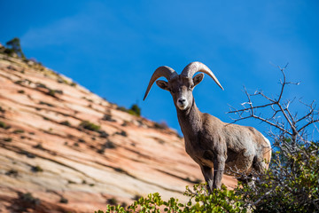 beautiful bighorn sheep standing cliffside along the superstition mountains at zion national park, u