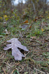 Purple Rain dew drops on a fall colored purple leif lying on the ground