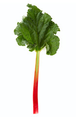 Fresh rhubarb isolated on white background