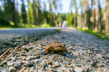 European Common Brown Frog Sits On The Road