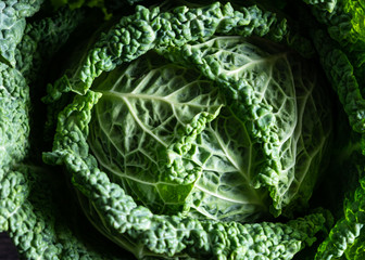 leaf view of savoy cabbage