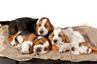 Four Basset hound puppies sleeping together