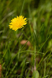 Fototapeta Dmuchawce - Yellow dandelions. Bright dandelion flowers