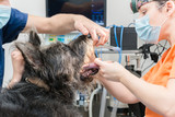 Fototapeta Zwierzęta - Female vet in the operating room checks a dog's mouth while her assistant holds its head.
