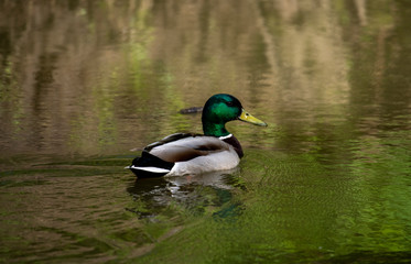 broad-nosed ducks on the river in natural conditions