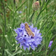 Close-up Of Moth On Purple Flower