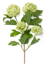 Blooming Branch Of Snowball (viburnum Roseum) Isolated On A White Background - Floral Or Gardening Design Element - Top View / Flat Lay