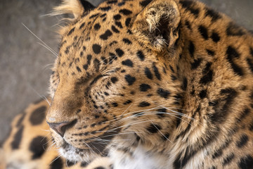 Wall Mural - sleeping leopard close up view.  Eyes closed on wildlife animal. 