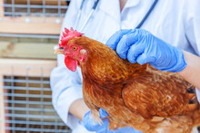 Veterinarian With Stethoscope Holding And Examining Chicken On Ranch Background. Hen In Vet Hands For Check Up In Natural Eco Farm. Animal Care And Ecological Farming Concept.