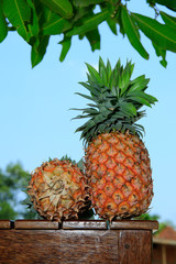 Wall Mural - Fresh tasty sweet ripe pineapple fruits isolated on light blue sky background