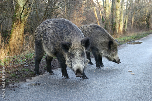 Cuadros en Lienzo Two wild boars, coming out of the forest on the road, beg for food from the drivers