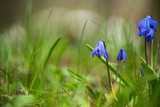 Fototapeta Krajobraz - spring flowers