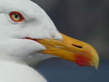 Close-up Profile View Of Seagull