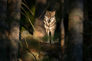 Sticker - Wolf (Canis lupus) stay on the rock. Calm wolf has a rest on the rock. Hidden predator in the forest