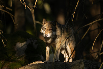 Sticker - Wolf (Canis lupus) stay on the rock. Calm wolf has a rest on the rock. Hidden predator in the forest