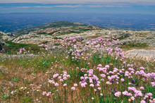 Purple Flowers Background Panorama Mountains