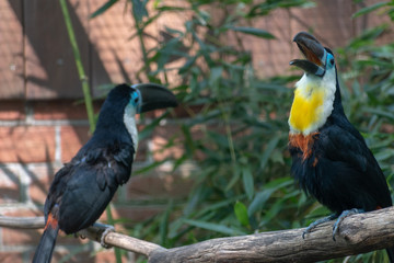 two yolk toucans in portrait