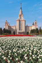 Tulips In Front Of Moscow State University (Moscow State University). Tulip Alley. 