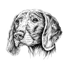 Weimar Pointer Dog Portrait . Vector Illustration