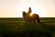 Reiterin und Pferd beobachten den Sonnenuntergang