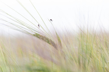 green ears of winter wheat