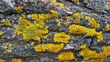 Yellow Moss On Wood Texture Closeup