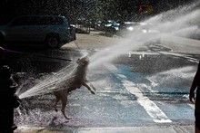 Portrait Of Dog Jumping In Spray Of Water