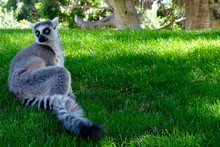 Lemur Relaxing On Grassy Field