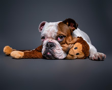 Cute Dog Isolated On A Colorful Background In A Studio Shot