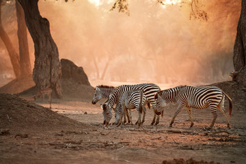 African wildlife. Herd of zebras against backlighted ancient Zambezi forest. Wild animals in Mana Pools national park, Zimbabwe. Wildlife photography in unesco heritage site.