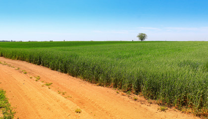 Sticker - green wheat field against a blue sky