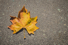 Light Yellow And Green Bottom Surface Of Maple Leaf Lying On Asphalt. Copy Space On The Left. Maple Leaf In Autumn Colors On Asphalt Road.