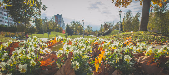 panorama of small flowers and leaves on the ground in a city park. green panorama with lamp posts, b