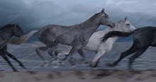 Animation Featuring A Herd Of Wild Horses Galloping On A Beach In The Rain, With A Stormy Ocean In The Background.