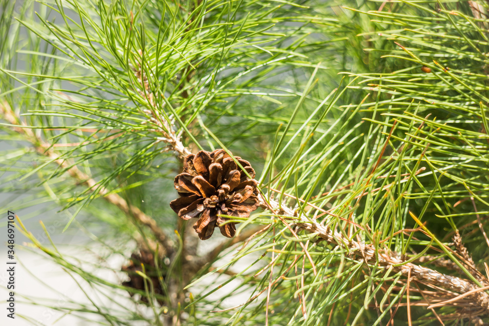 Close-up Of Pine Cone On Plant - obrazy, fototapety, plakaty 